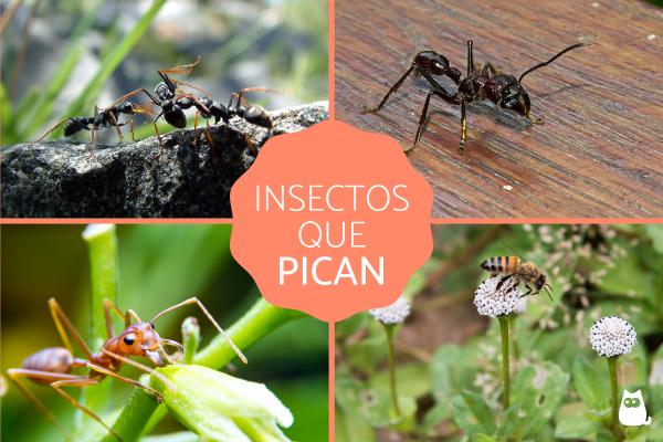 Stikkende insekter Typer og egenskaper
