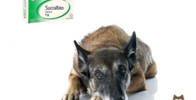 Sukralfat hos hunder Dosering bruk og kontraindikasjoner