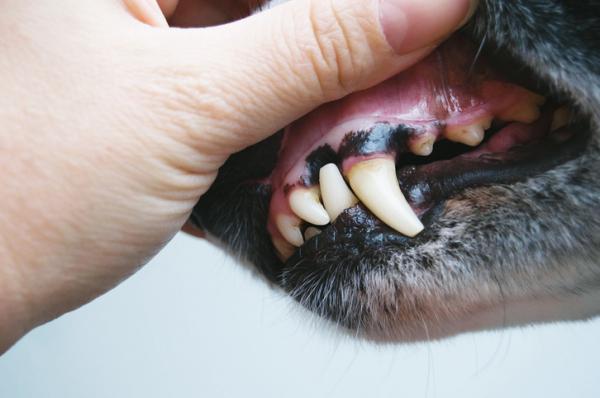 Svart tannkjott hos hunder arsaker og hva de skal