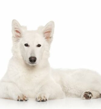 Sveitsisk hvit gjeterhund