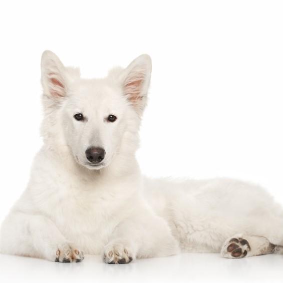 Sveitsisk hvit gjeterhund