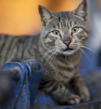 Sykdommer som en herrelos katt kan overfore