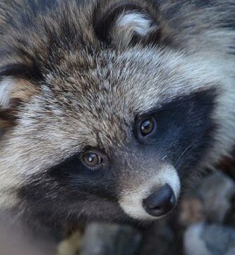 Tanuki marhunden egenskaper og opprinnelse