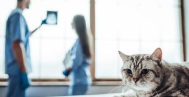 Tarmobstruksjon hos katter symptomer og behandling