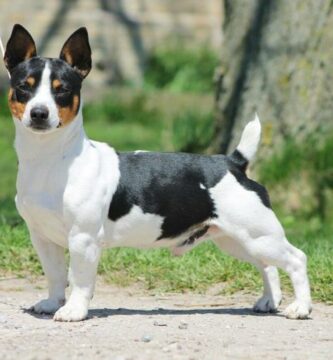 Teddy roosevelt terrier