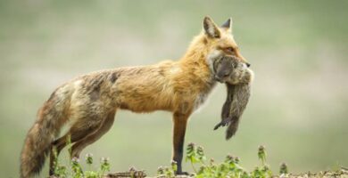 Terrestrisk naeringskjede