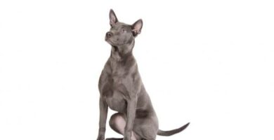 Thai ridgeback