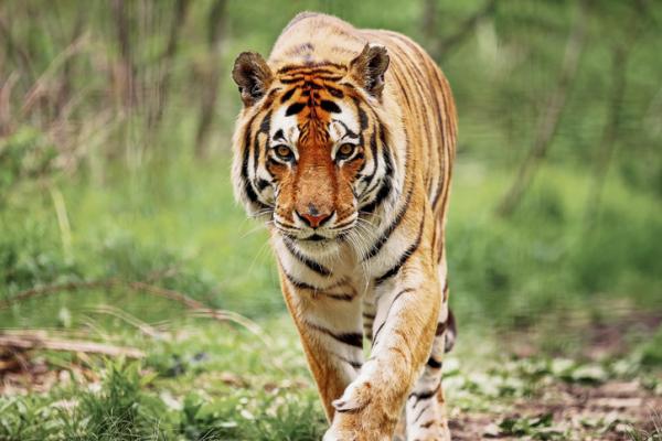 The Endangered Bengal Tiger Arsaker og losning