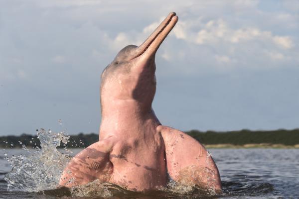 The Endangered Pink Dolphin Arsaker