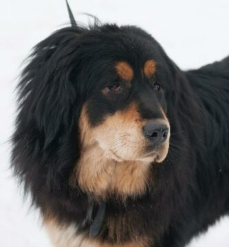 Tibetansk mastiff eller tibetansk mastiff