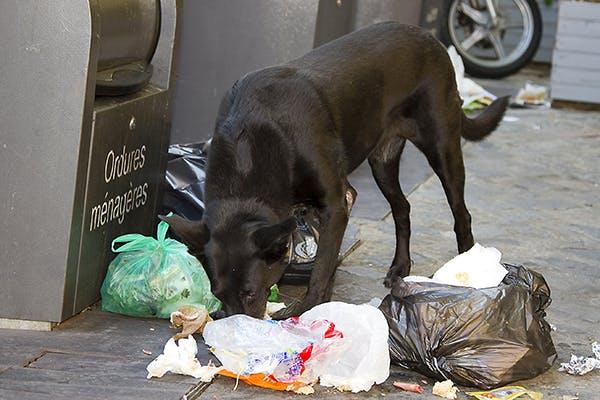 Tips for a forhindre at hunden spiser pa gata