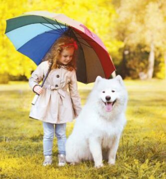 Tips for a ga hunden i regnet