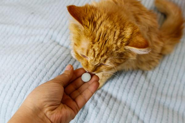 Tips for a gi en katt en pille