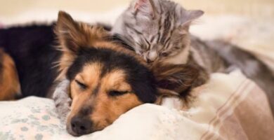 Tips for en katt og hund a komme sammen