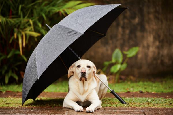 Tips til hunder redd for torden