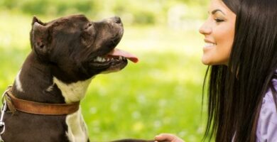 Tips til trening av hunder