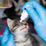 Tobrex for katter Dosering dosering og pris