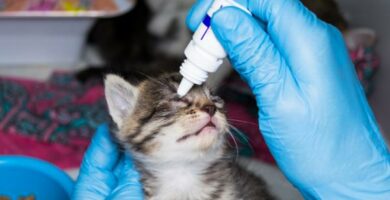 Tobrex for katter Dosering dosering og pris