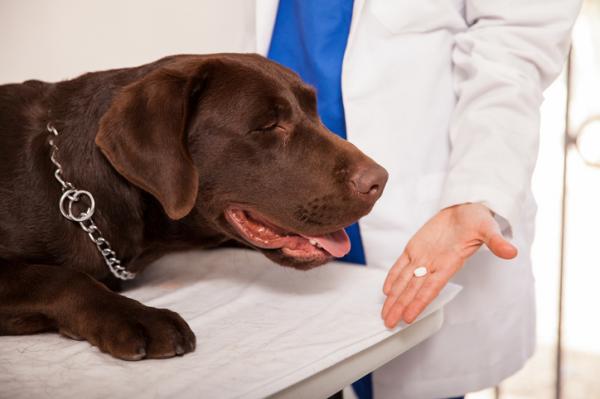 Tramadol for hunder dosering bruk og bivirkninger