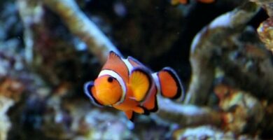 Tropisk fisk for et akvarium
