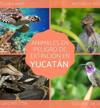 Truede dyr i Yucatan