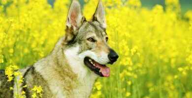 Tsjekkoslovakisk ulvehund omsorg
