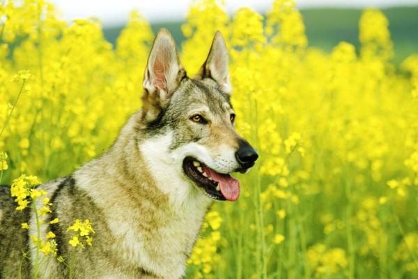Tsjekkoslovakisk ulvehund omsorg