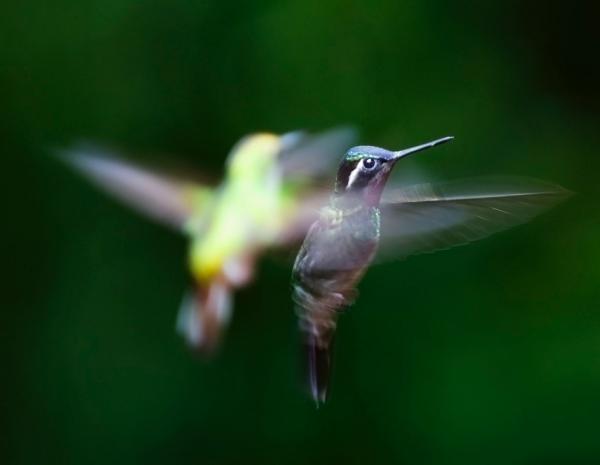 Typer av kolibrier
