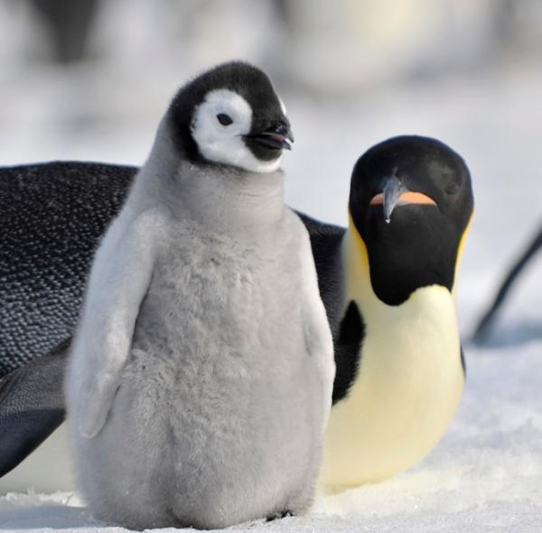 Typer pingviner