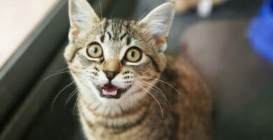 Urinproblemer hos katter
