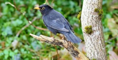 Vanlig blackbird diett