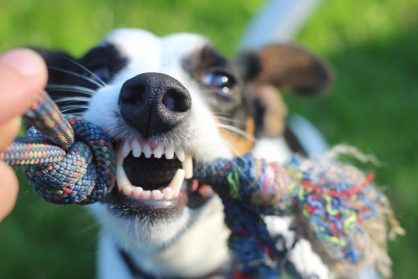 Vanlige tannhelse hos hunder