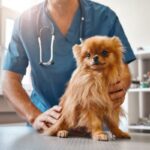 Varidase for Dogs Dosering og bivirkninger