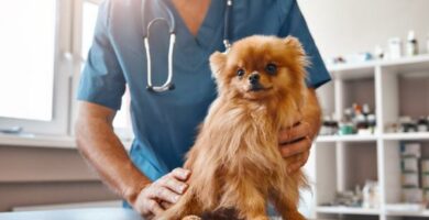 Varidase for Dogs Dosering og bivirkninger