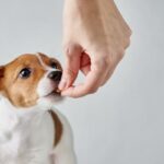 Vitamin A for hunder Dosering og anbefalinger