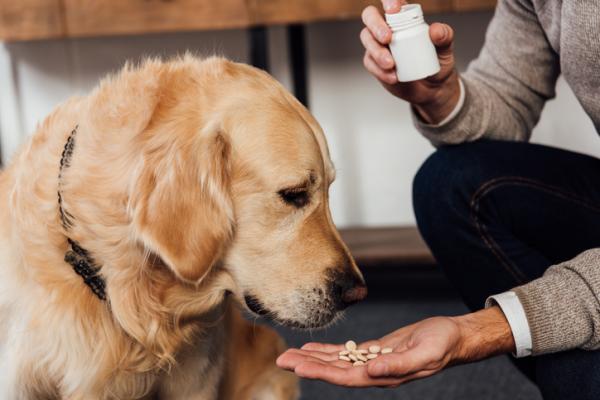 Vitamin B for hunder dosering fordeler og bruksomrader
