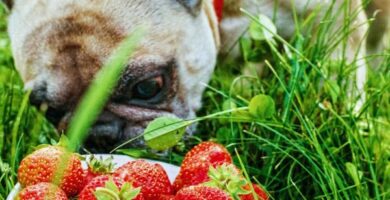Vitamin C for hunder dosering og hva den er