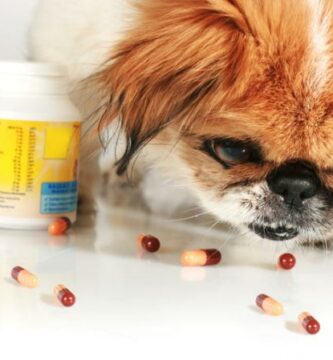 Vitamin K for hunder dosering og bruk