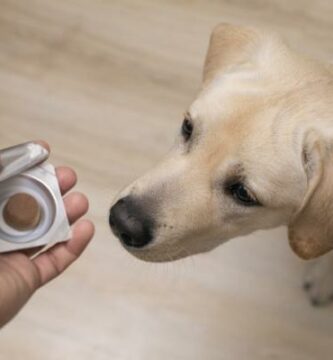 Vitaminer for hunder dosering typer og bruksomrader