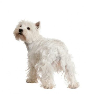 West Highland White Terrier