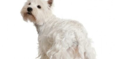 West Highland White Terrier