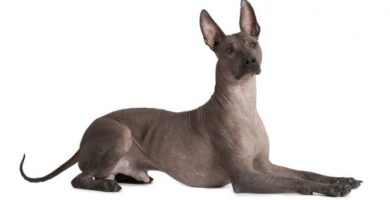 Xoloitzcuintle