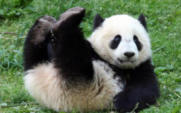 10 kuriositeter til pandabjornen