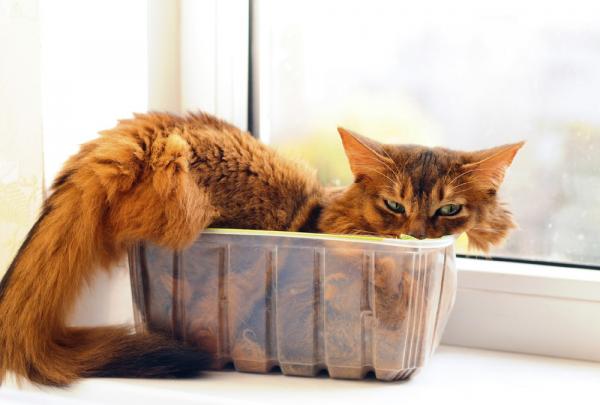 10 merkelige oppforsler fra katter