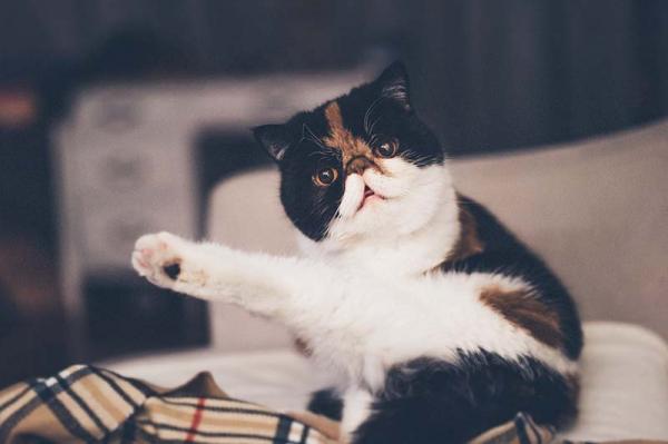 10 rare ting katter gjor