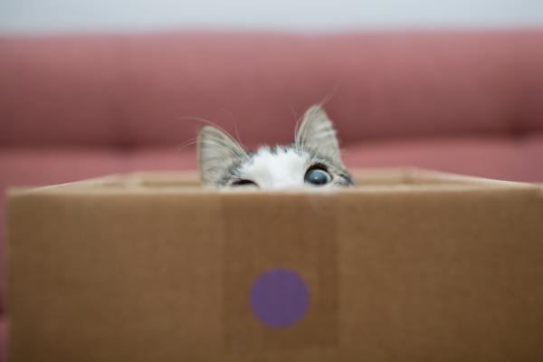 10 steder katter elsker a gjemme seg