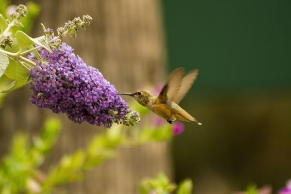 Hvorfor klapper kolibrier veldig fort?  - Hvor fort slår hjertet til en kolibri?