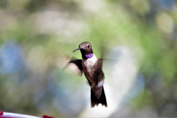 Hvorfor klapper kolibrier veldig fort?  - Aerodynamikk av kolibri flytur