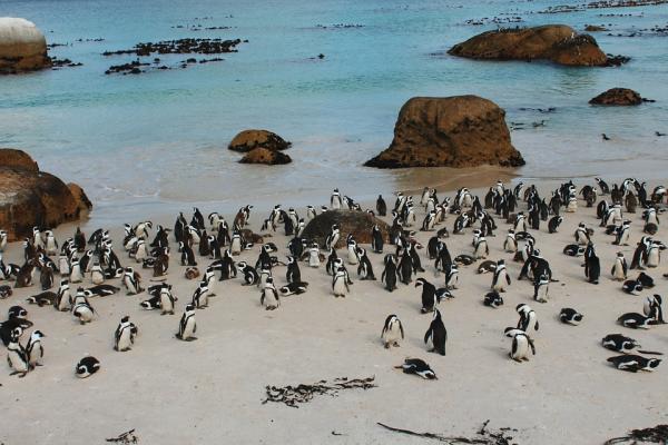 Hvordan reproduserer pingviner?  - Pingvins habitat