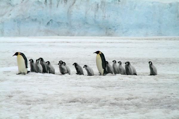Hvordan reproduserer pingviner?  - Reproduksjon av keiserpingvinen